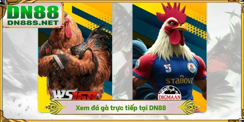 Xem đá gà trực tiếp tại DN88