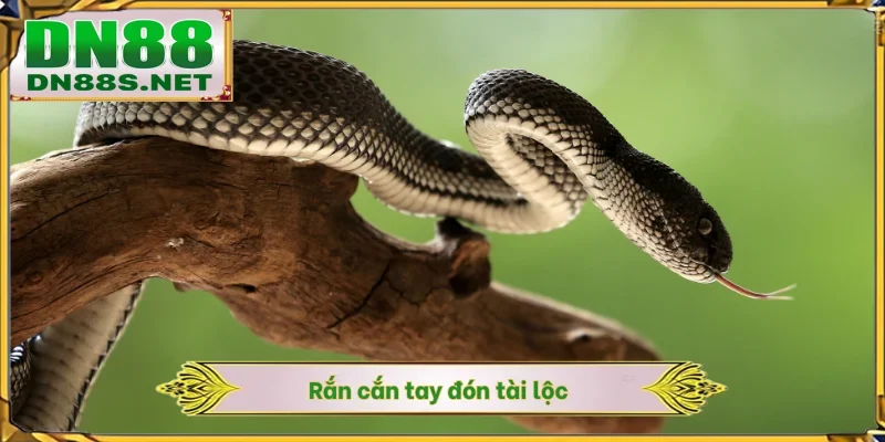 Rắn cắn tay đón tài lộc